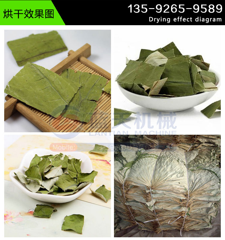 荷葉烘干機(jī)烘干效果